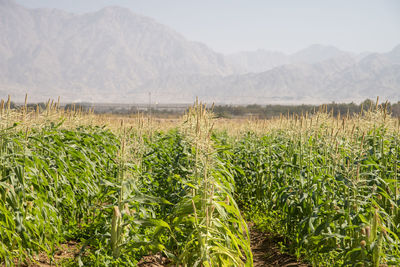 Scenic view of field against mountains