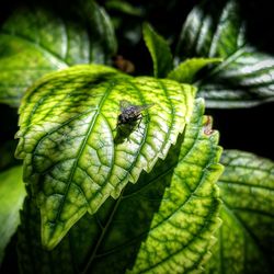 Close-up of insect on leaf