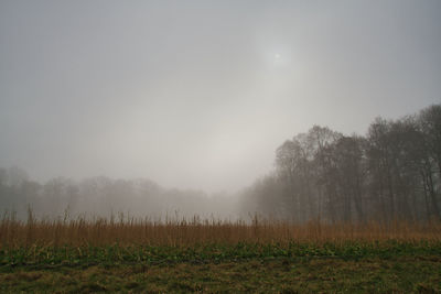 Trees on field against sky