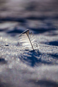 Close-up of feather on leaves