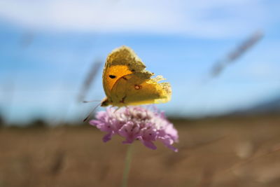 Close-up of butterfly on purple flower