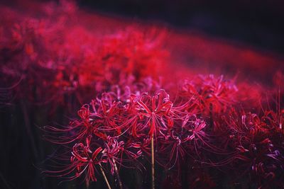 Close-up of red flowering plant on field