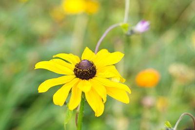 Close-up of yellow flower