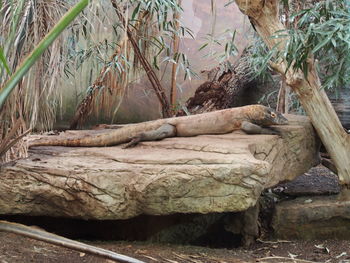 Trees growing on a tree