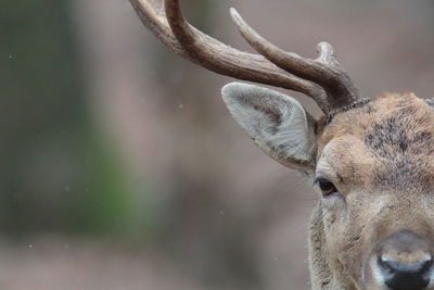 Close-up of deer