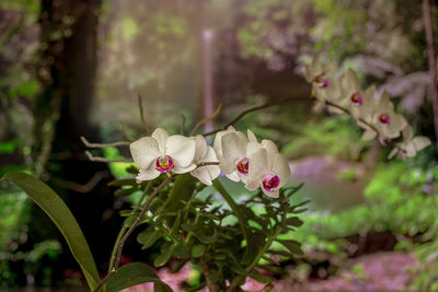 Close-up of pink flowering plant