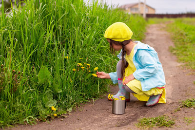 A little girl , sits on a path, collects dandelions in the grass, near a green lawn