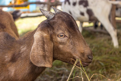 Close-up of giraffe on field