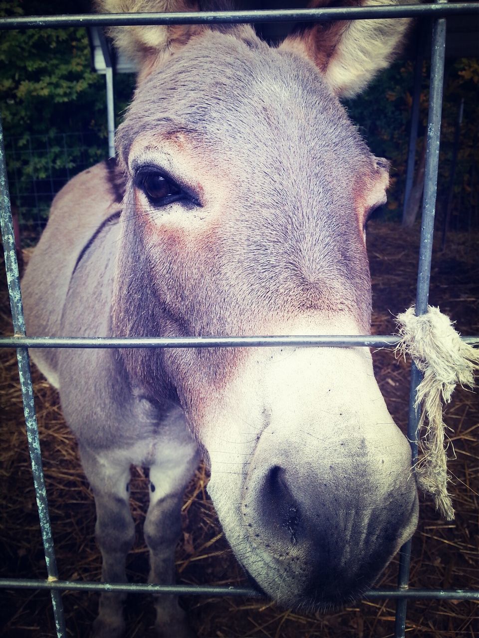 animal themes, livestock, domestic animals, mammal, horse, close-up, fence, animal head, cow, animal body part, one animal, domestic cattle, animal pen, animals in captivity, herbivorous, outdoors, day, focus on foreground, no people, portrait