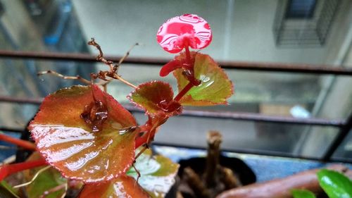 Close-up of wet pink flowering plant