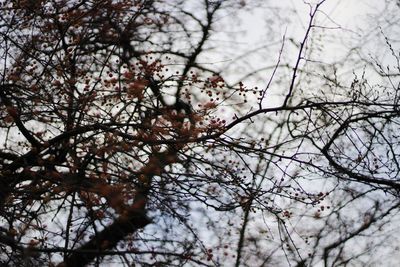 Low angle view of bare trees against sky