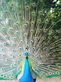 Close-up of peacock