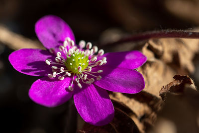 Close-up of pink flowering plant