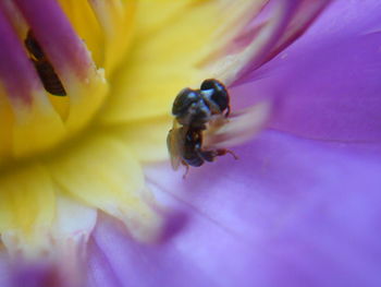 Close-up of insect on purple flower