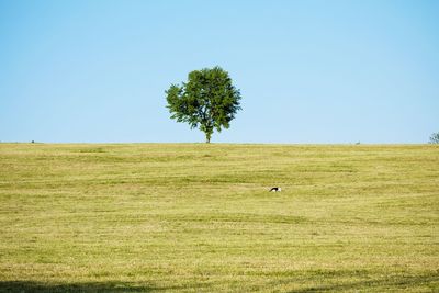 Scenic view of landscape against clear sky