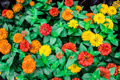 High angle view of colorful flowers