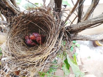 High angle view of bird nest on plant