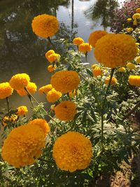 Close-up of yellow flowers blooming in park