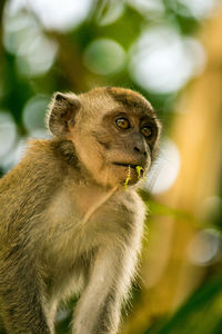 Close-up of monkey