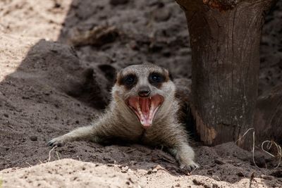 Portrait of meerkat