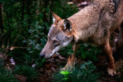 Wolf standing in a forest