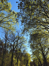 Low angle view of trees against sky