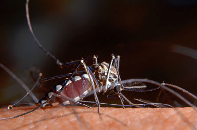 Close-up of insect