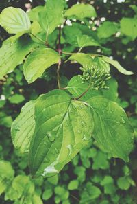 Close-up of water drops on plant