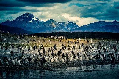 Flock of sheep in a mountain range