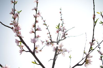 Low angle view of apple blossoms in spring against sky