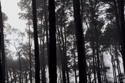 Low angle view of trees in forest