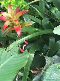 Close-up of flowers blooming outdoors