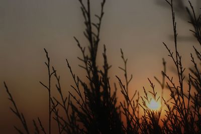 Close-up of silhouette plants on field against sky during sunset