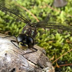 Close-up of dragonfly on wood