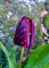 Close-up of wet purple flower