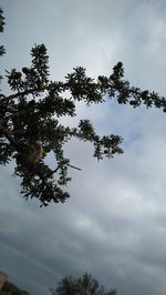 Low angle view of tree against sky