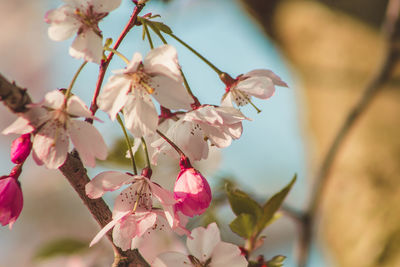 Close-up of pink cherry blossoms