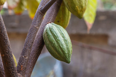 Close-up of bananas growing on plant