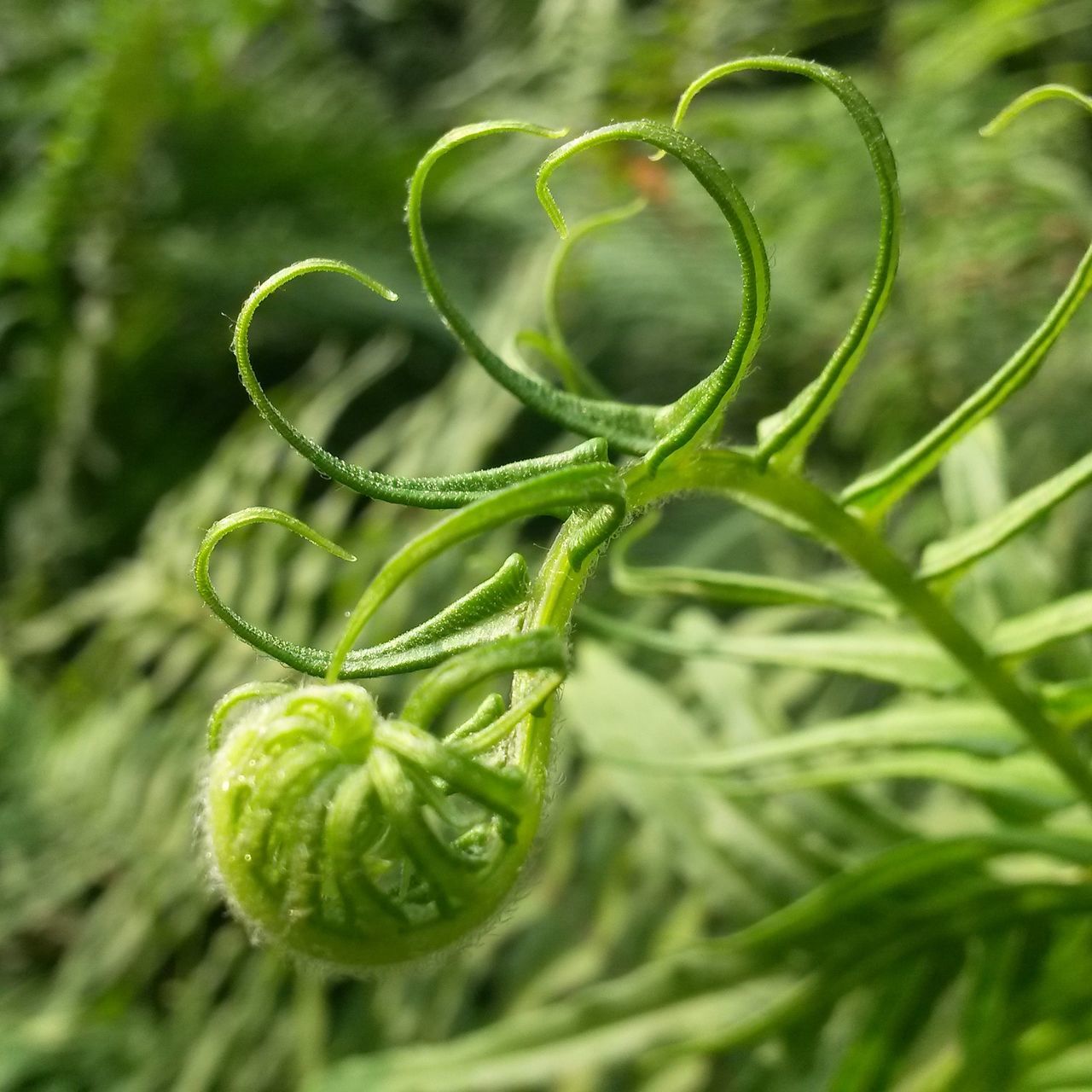 green color, growth, close-up, freshness, drop, plant, nature, leaf, water, beauty in nature, fragility, wet, focus on foreground, selective focus, dew, green, growing, no people, day, outdoors