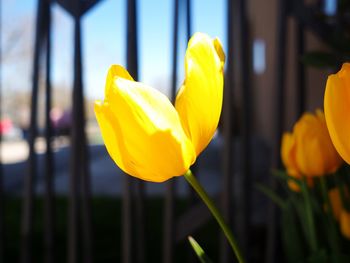 Close-up of yellow tulip