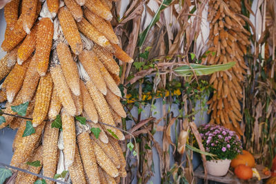 Dry corn, pumpkins and autumn flowers decoration