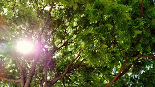 Low angle view of trees
