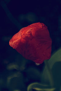 Close-up of red flower