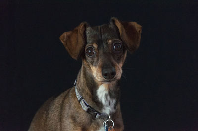 Close-up portrait of dog against black background