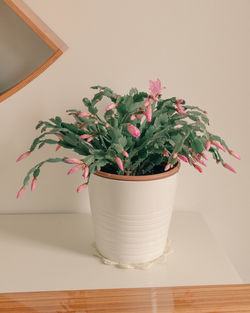 Close-up of potted plant on table at home