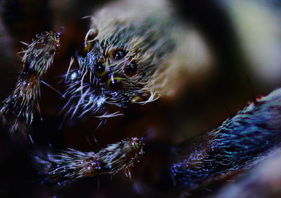 Close-up of branches against blurred background