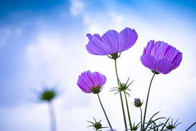 Close-up of pink flowering plant against sky