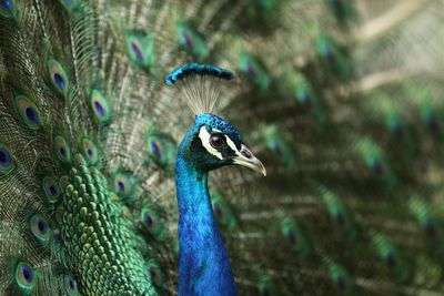 Close-up of peacock