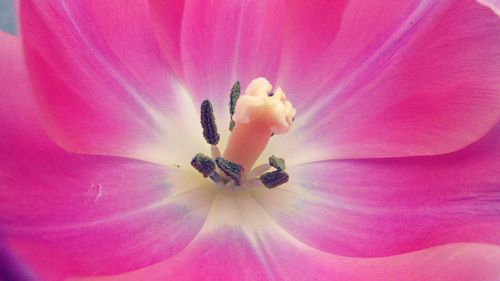 Macro shot of pink flower