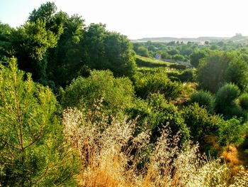 Scenic view of forest against sky